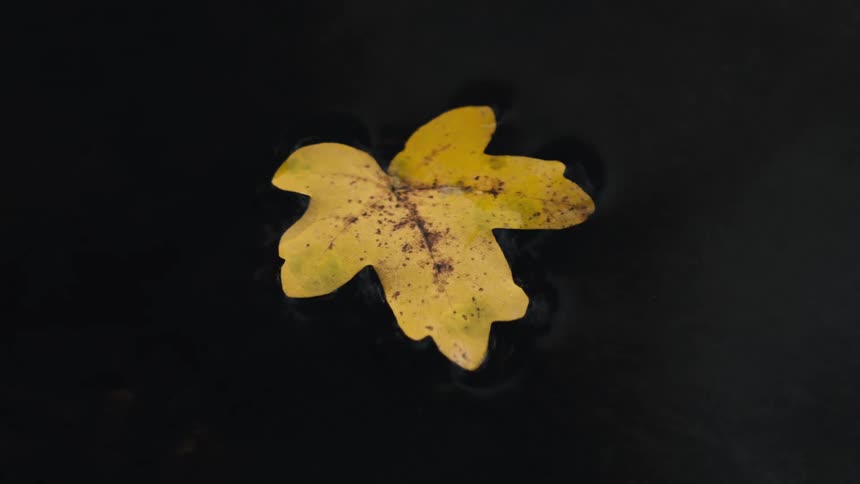 A vibrant yellow fallen leaf rests on the surface of dark, rippling water during autumn