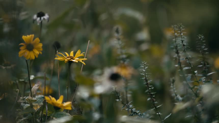 A serene field of yellow wildflowers gently sways in the breeze with a shallow depth of field