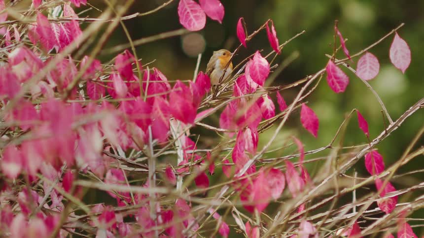 A small European robin perches among the vibrant pink leaves of a burning bush in autumn