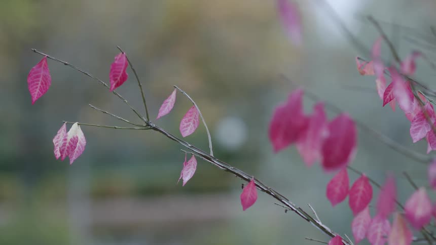A serene close-up shot focuses on the last few vibrant magenta leaves on a thin branch during autumn