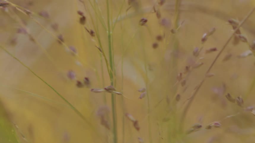 A dreamy macro shot of delicate wild grass with tiny buds, swaying gently in a soft, out-of-focus natural background