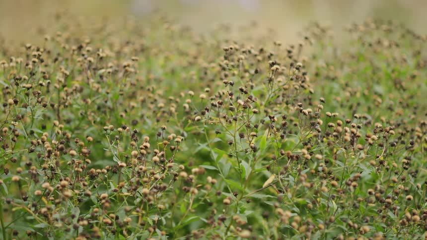 A still, close-up shot of a field of green plants with dried, round seed pods