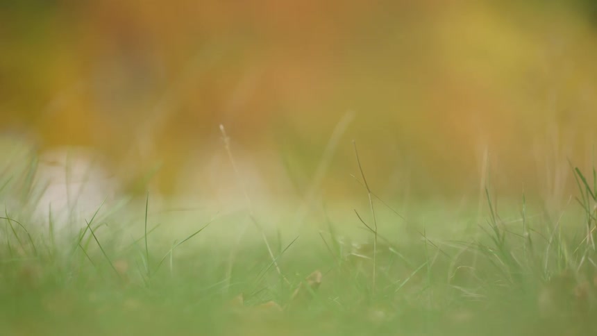 Close-up of gentle green grass blades against a dreamy, blurred background of warm autumn colors