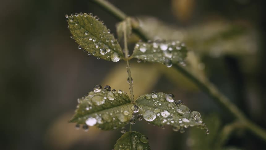 A close-up shot shows glistening water droplets resting on green leaves after a gentle rain