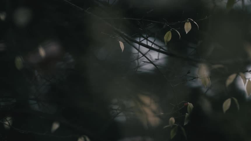 Moody close-up of pale leaves clinging to a bare branch and swaying gently in a dark, tranquil forest