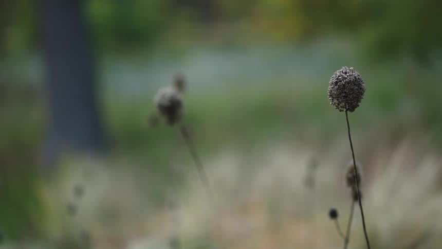 A shallow focus static shot of a single dried, circular flower head in a tranquil, muted garden setting