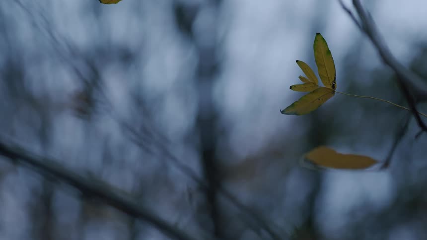 The last yellow leaves of autumn cling to a delicate branch, swaying gently in a cool, atmospheric forest
