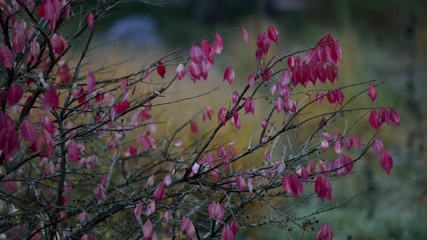 The last remaining bright pink leaves hang from the bare branches of a tree in late autumn