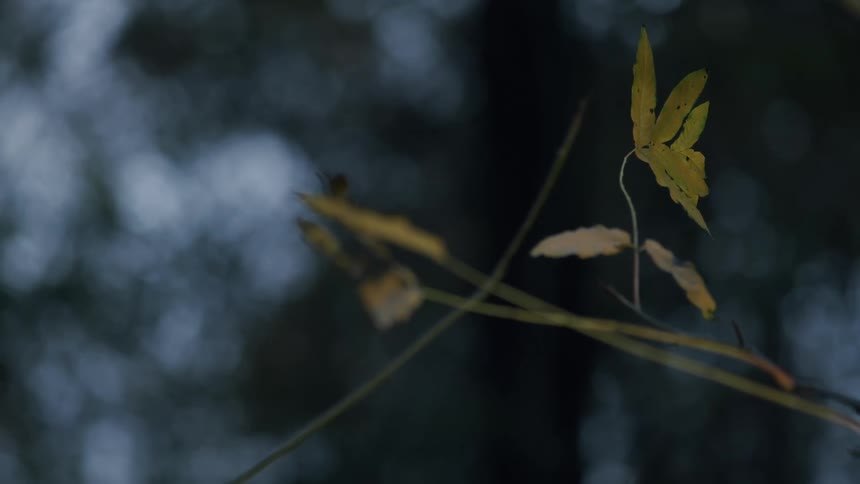A close-up shot captures a single yellow leaf on a delicate stem, gently swaying against a dark, moody, and blurred background