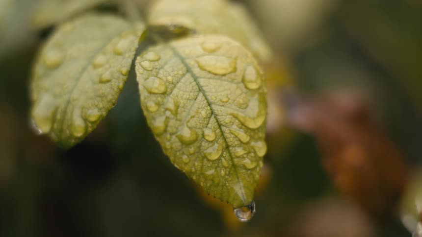 Slow motion macro close-up of a single water droplet falling from the tip of a green leaf covered in raindrops