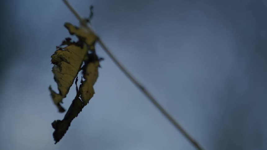A single, withered yellow autumn leaf hangs from a branch against a moody, blurry background