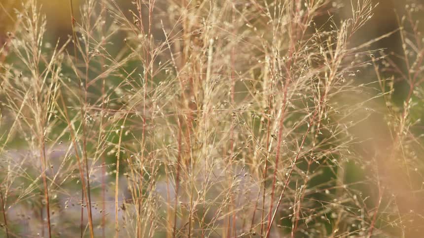 Close-up of delicate golden grass seed heads shimmering in the soft sunlight