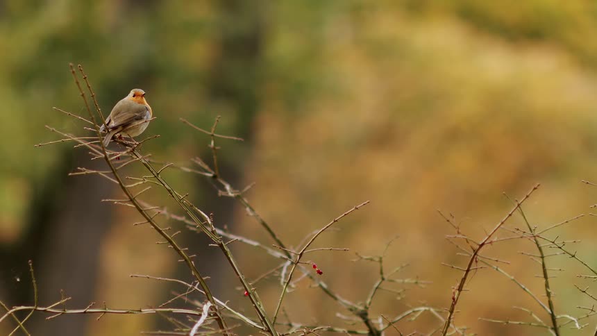 A European robin perches on a thorny branch, chirping in an autumn forest with a beautiful soft-focus background