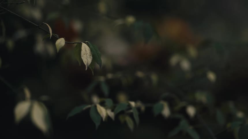 A single leaf with muted green and white tones remains still on a thin branch in a dimly lit, serene forest setting