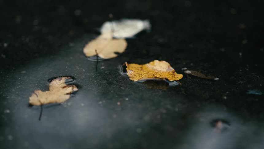 Yellow autumn leaves float on the dark, still water of a puddle, creating a calm and melancholic scene