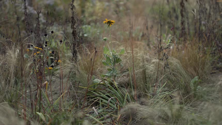 A single yellow wildflower stands tall amidst a field of wispy, wild grasses in late autumn