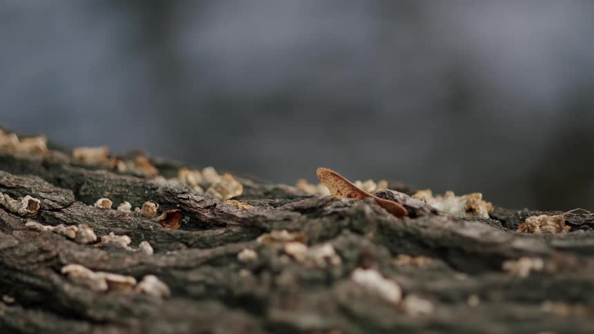 A solitary maple tree seed rests on the textured bark of a tree as a river gently flows in the soft-focused background