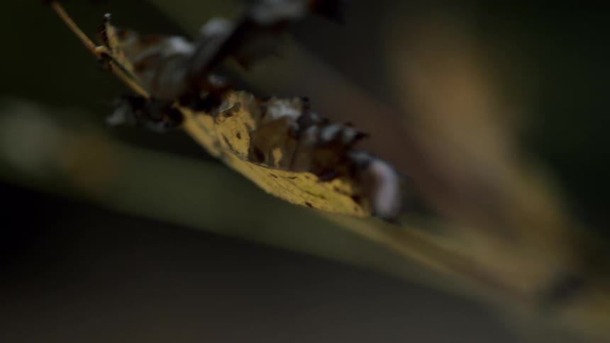 A delicate and withered yellow leaf hangs from a thin branch in an extreme close-up, swaying gently in the breeze