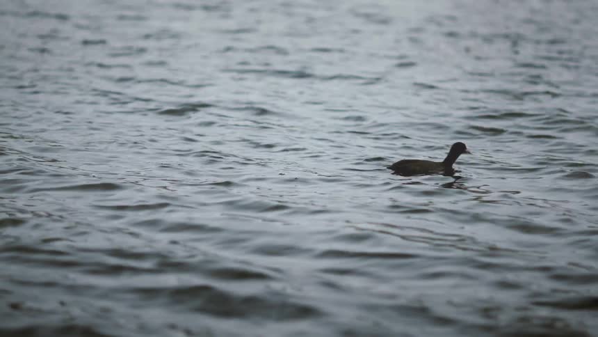A solitary black coot peacefully swims across the rippling surface of a lake on a grey day