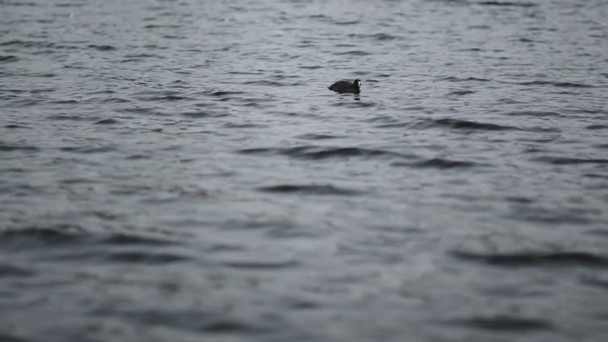 A solitary Eurasian coot bobs along on the choppy waters of a lake