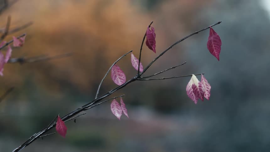 A close-up of a few remaining purple leaves on a bare branch during a quiet autumn day