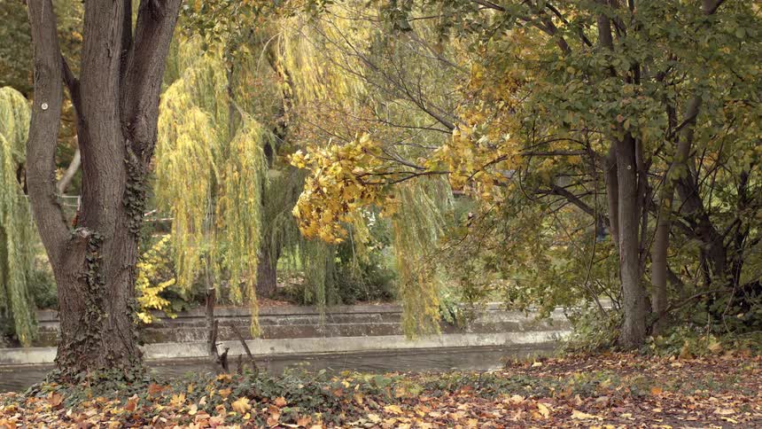 A tranquil autumn park setting with leaves blowing in the wind next to a calm river