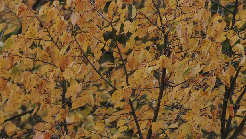 Close-up of golden autumn leaves on thin branches swaying gently in the wind