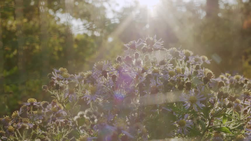 Beautiful purple wildflowers are backlit by the warm, golden sun, creating a dreamy lens flare in a peaceful garden