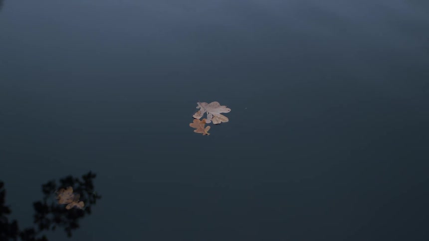 A still shot of two autumn oak leaves floating together on the dark, calm surface of a pond