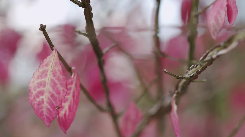 A beautiful close-up of vibrant pink autumn leaves on a branch with a soft, out-of-focus background