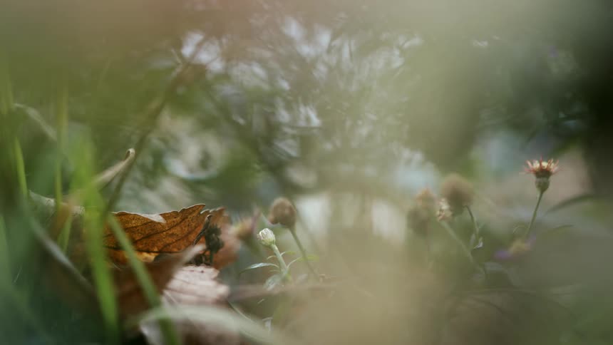 Dreamy close-up of a fallen brown leaf among green grass and withered wildflowers