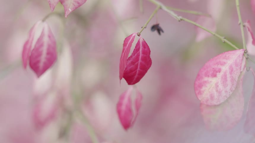 A gentle close-up of vibrant pink and magenta leaves hanging from a delicate branch in soft, dreamy light