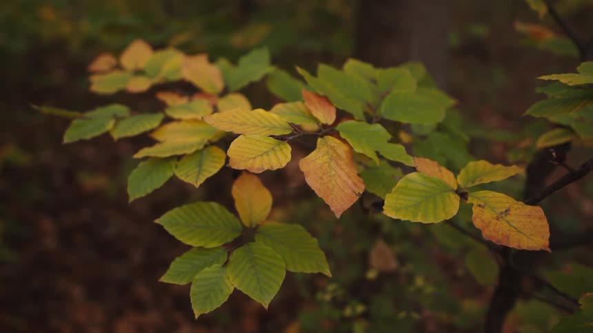 A close-up shot of a tranquil tree branch shows leaves transitioning from green to yellow in a quiet autumn forest