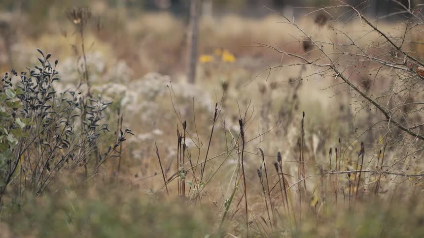 A static close-up shot of dry, withered wildflowers and grasses in a field during a calm autumn day