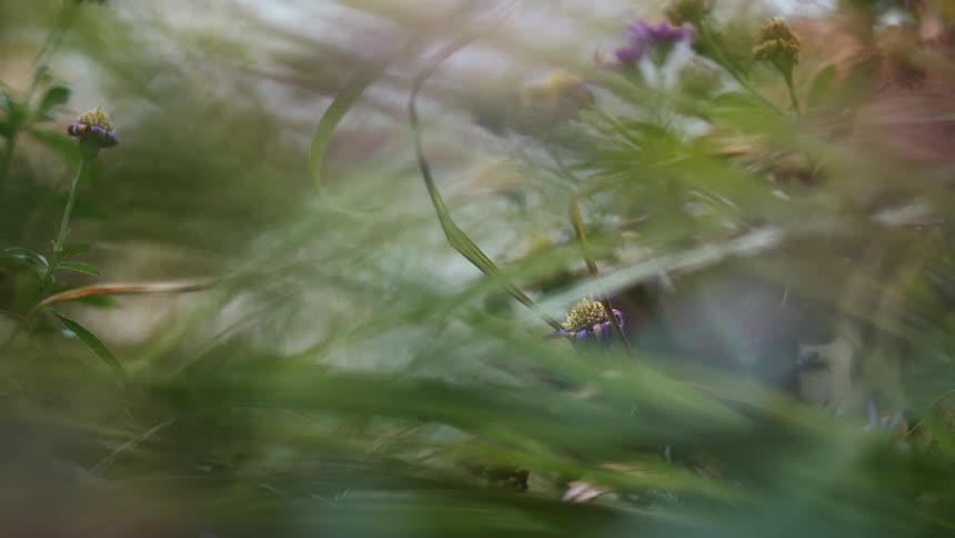An abstract cinemagraph of small wildflowers nestled in green grass captures a dreamy, peaceful moment with a subtle light effect