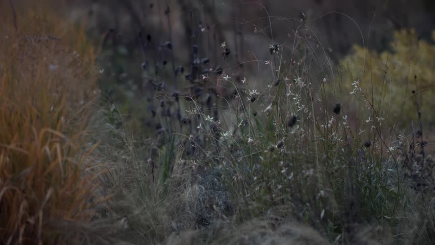 A still shot of wild grasses and faded flowers with autumn colors in the soft light of dusk
