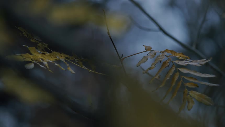 A close-up of a yellow autumn leaf on a branch with a blurred foreground and moody, dark background