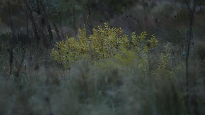 A static shot of a small, yellow-leafed bush standing out against a field of muted, grassy plants in the dim light
