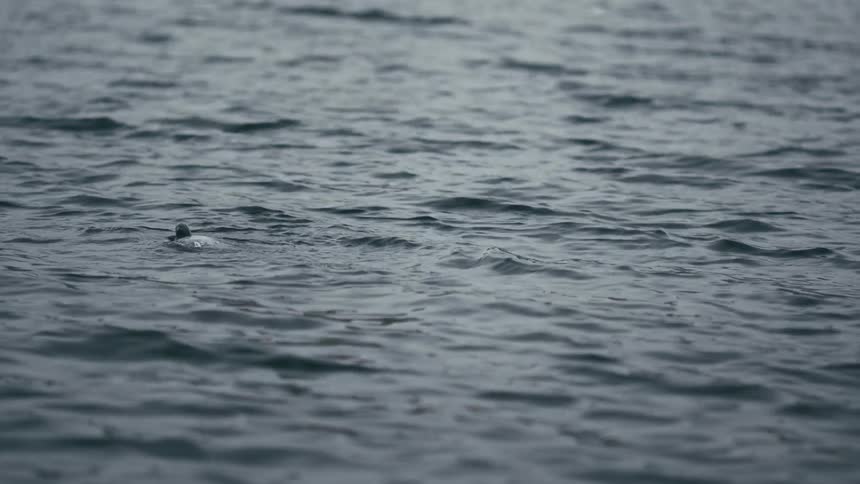 In a mesmerizing slow-motion shot, a single diving bird disappears beneath the dark, rippling water and then gracefully resurfaces