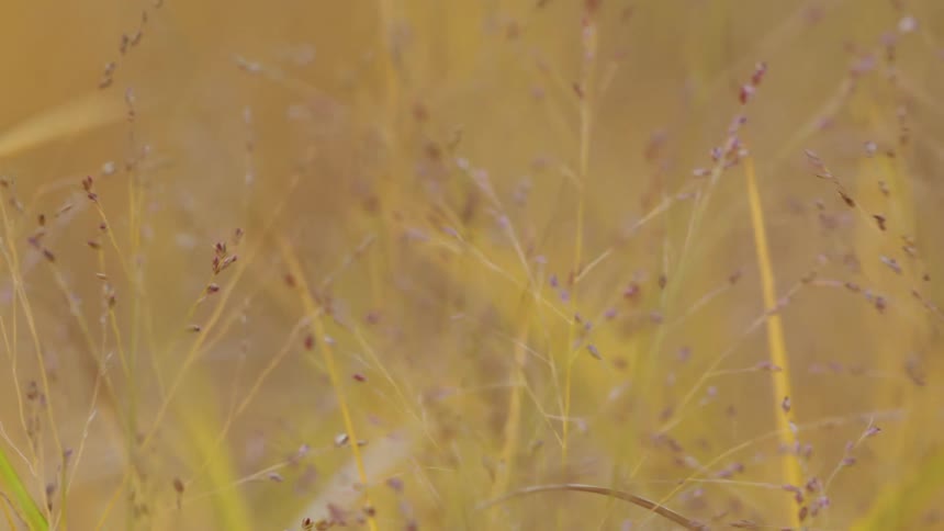 A dreamy, soft-focus close-up of golden wild grass with purple seed heads swaying gently in a field