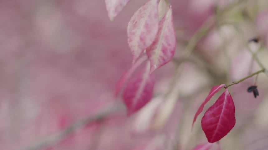 Close up of vibrant pink autumn leaves gently blowing in the wind on a tree branch