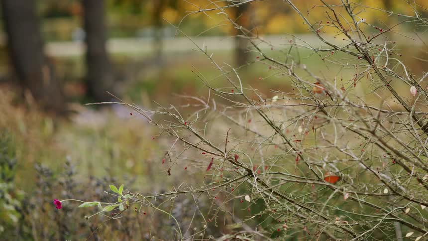 A close-up shot of a thorny bush with red berries sways gently in the autumn breeze in a serene park