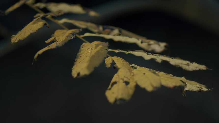 A static close-up shot of a decaying yellow leaf branch against a dark, moody background