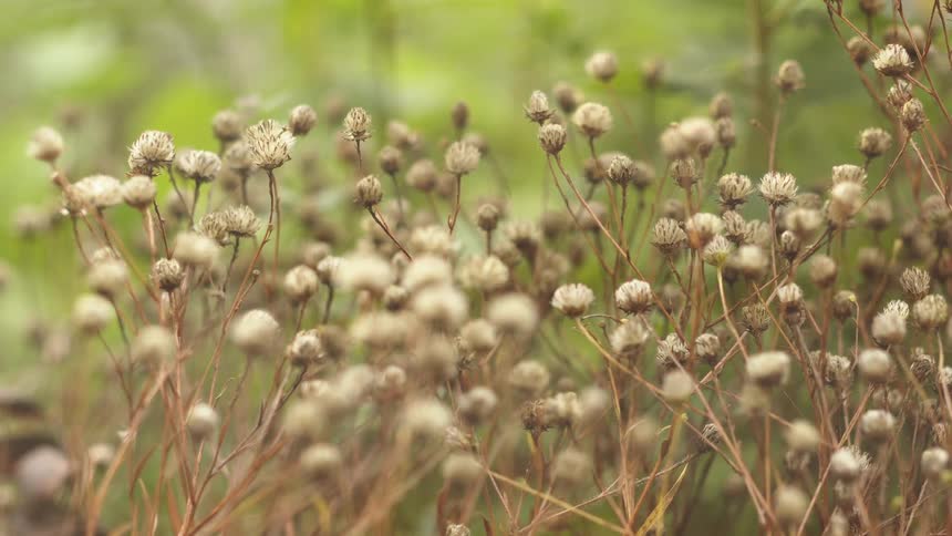A tranquil close-up shot of delicate, dried flower heads on thin stems with a soft green background