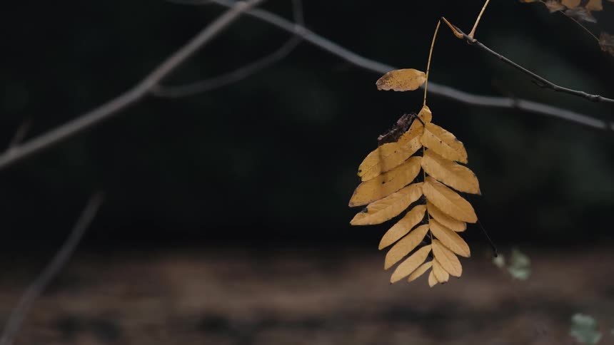 A lone cluster of yellow autumn leaves gently sways while hanging from a delicate branch against a dark forest background