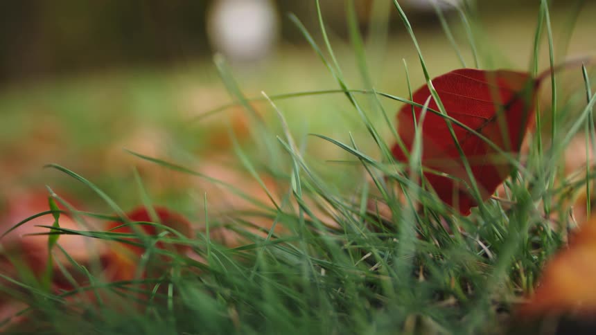 A vibrant red autumn leaf rests peacefully in the green grass, signaling the change of seasons