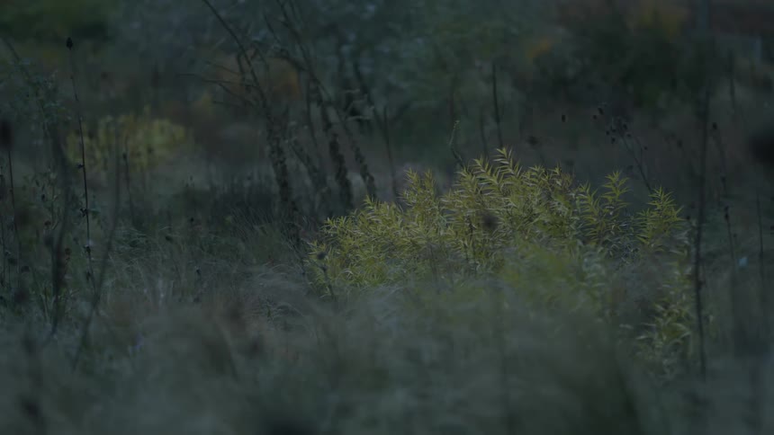 Vibrant yellow foliage stands out in a moody, windswept field during twilight