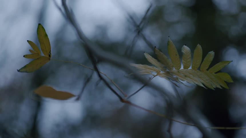 Delicate yellow autumn leaves remain on a branch against a blurred, moody forest backdrop