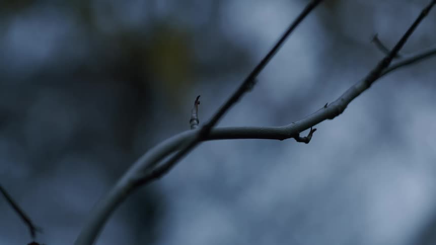 A still, close-up shot of a bare, leafless tree branch against a soft, cool blue background at dusk