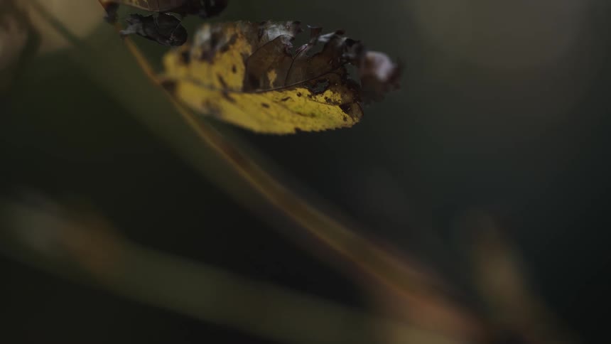 A quiet and moody close-up of a single decaying yellow leaf clinging to its branch in late autumn